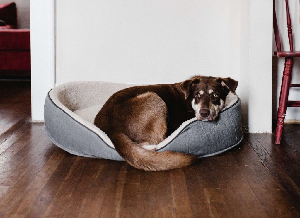 mermelada calor enfermo Las mejores camas para perros • CompraMejor USA
