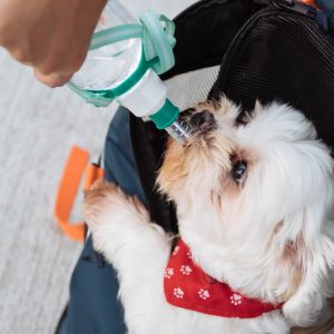 Los mejores bebederos portátiles para evitar golpes de calor en los perros