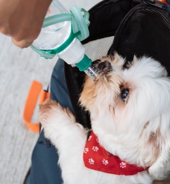 Los mejores bebederos portátiles para evitar golpes de calor en los perros